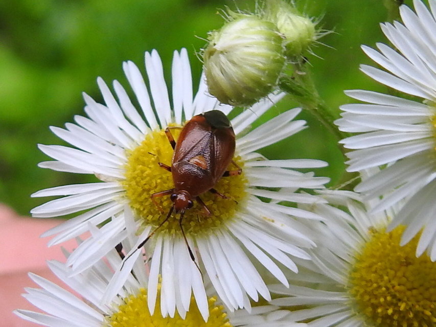 Deraeocoris ruber - vöröses mezeipoloska