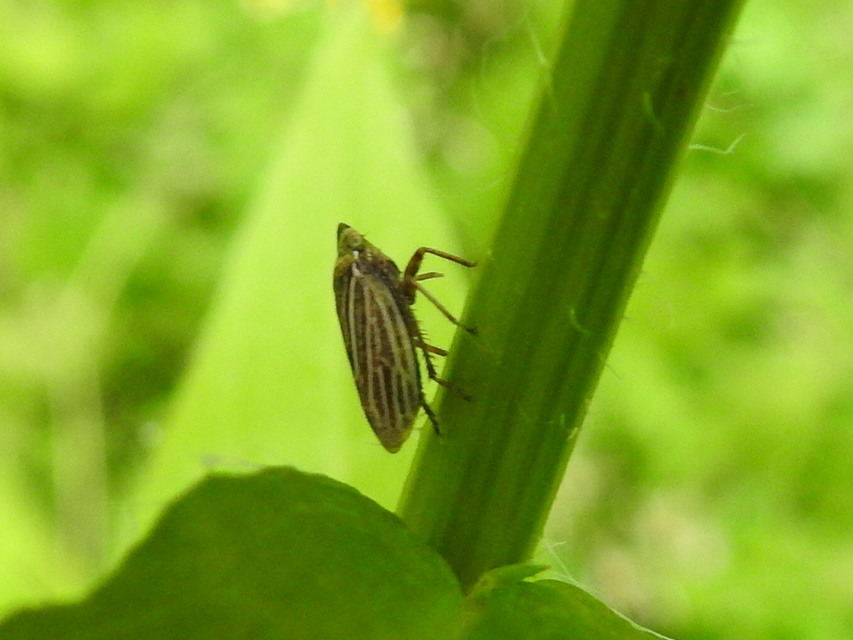 Aphrodes