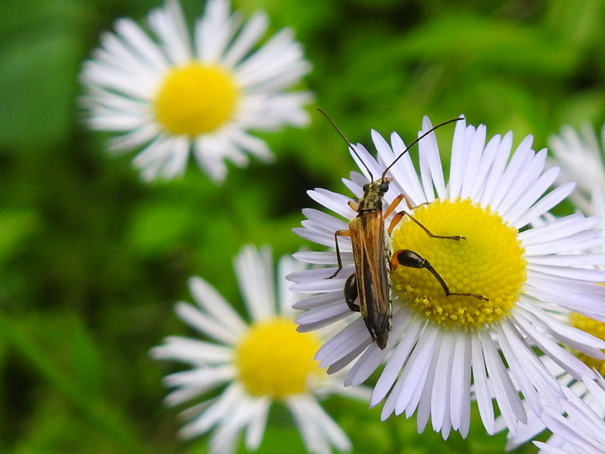 Oedemera podagrariae - székfű-álcincér