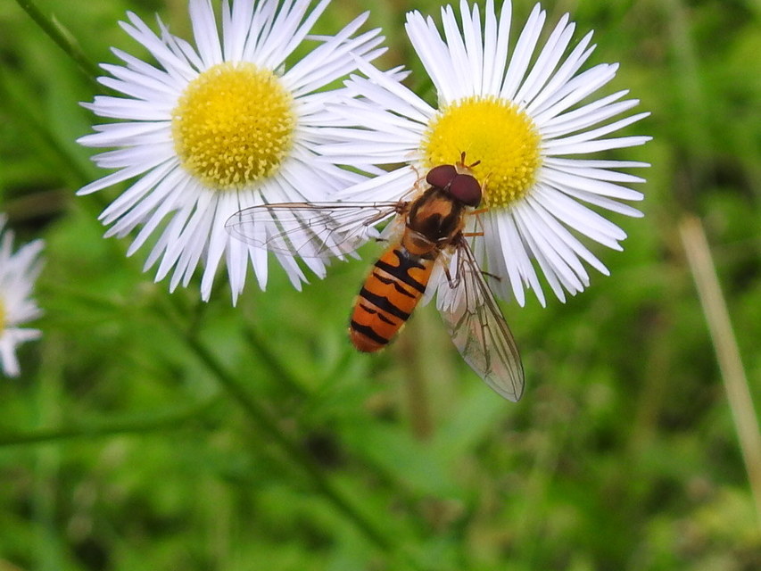 Episyrphus balteatus - ékfoltos zengőlégy