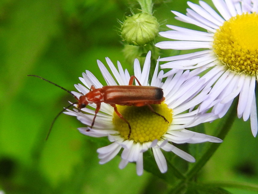 Rhagonycha fulva - feketevégű lágybogár