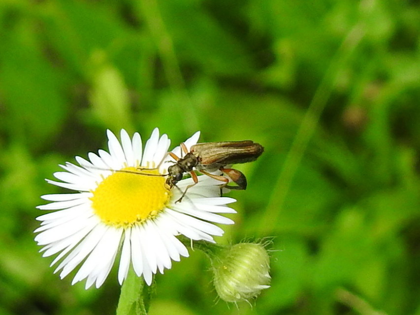 Oedemera podagrariae - székfű-álcincér