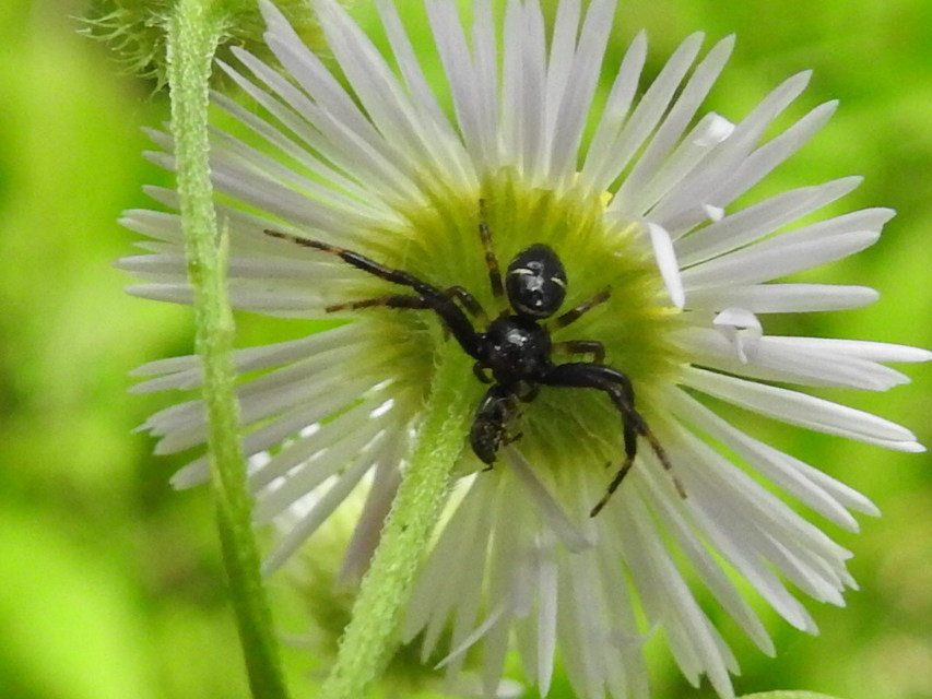 Synema globosum - fekete-sárga karolópók