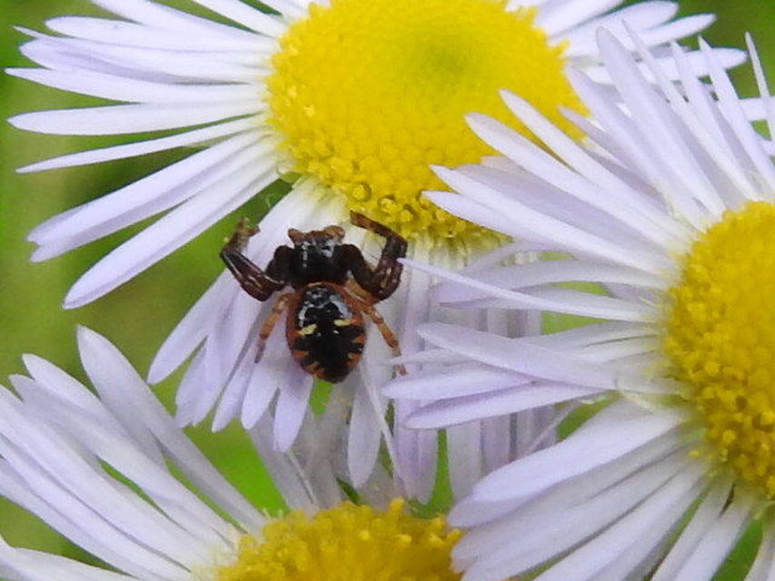 Synema globosum - fekete-sárga karolópók