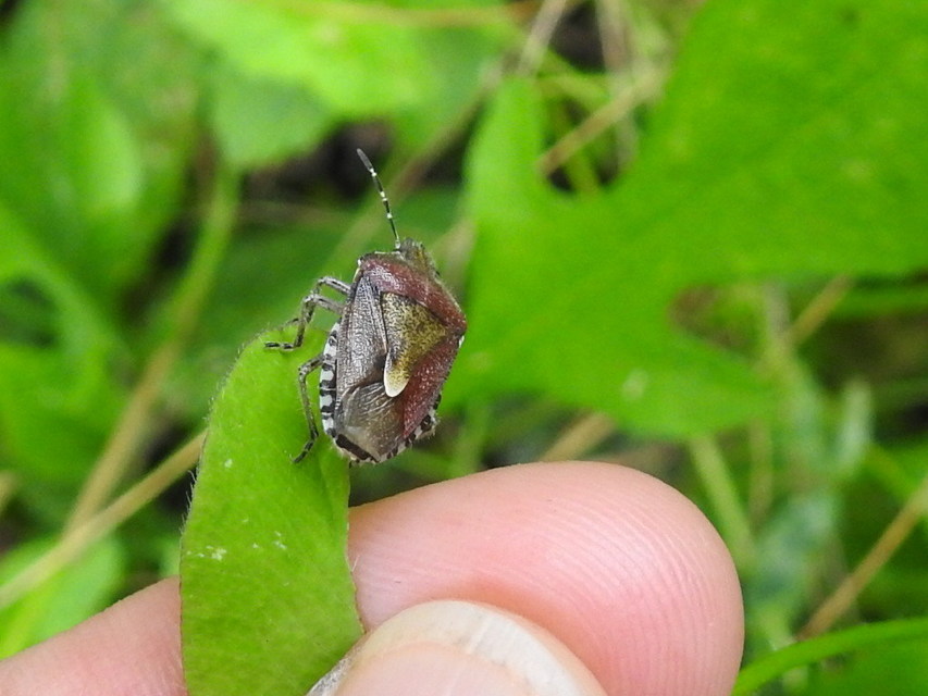 Dolycoris baccarum - közönséges bogyómászó-poloska Dolycoris baccarum - közönséges bogyómászó-poloska