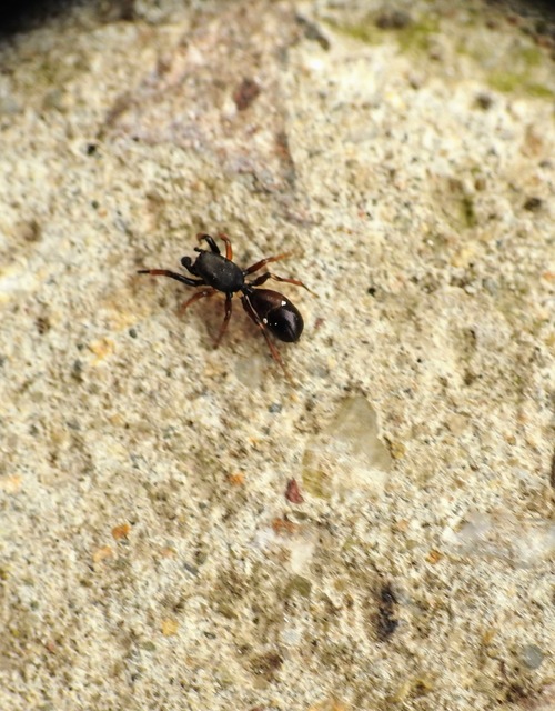 Leptorchestes berolinensis - fekete hangyautánzópók