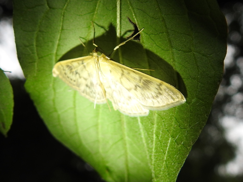 Patania ruralis - csalánevő tűzmoly