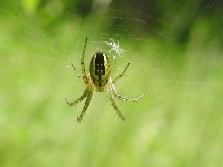 Mangora acalypha - réti keresztespók
