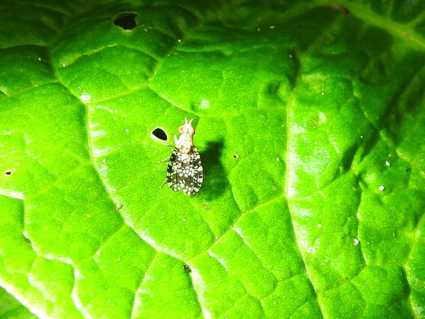 Trypetoptera punctulata - pirosszemű szarvaslégy