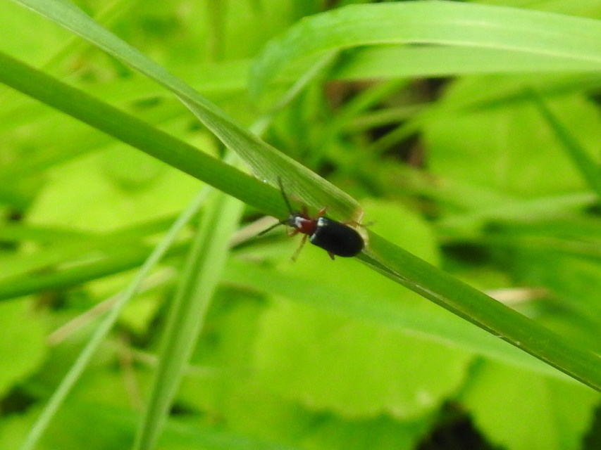 Oulema melanopus/duftschmidi