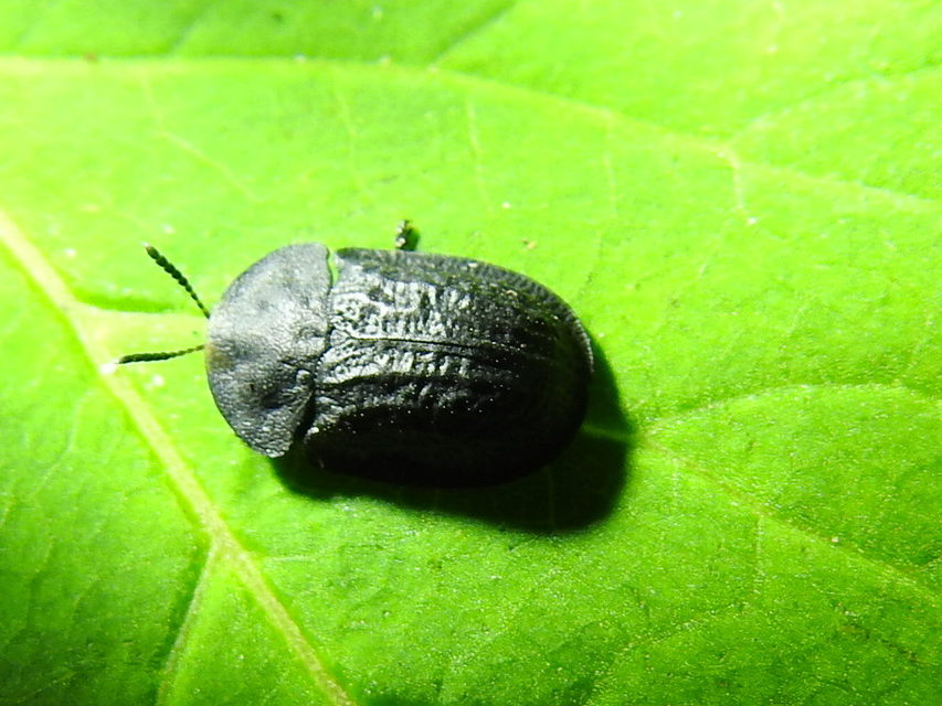 Cassida atrata - fekete pajzsbogár