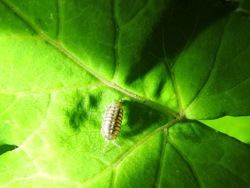 Armadillidium versicolor - változékony gömbászka