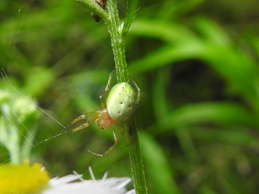 Araniella