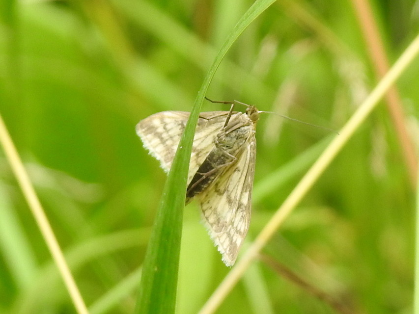 Sitochroa verticalis - világossárga dudvamoly