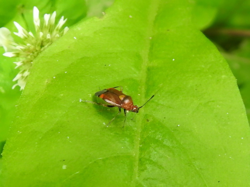 Deraeocoris ruber - vöröses mezeipoloska