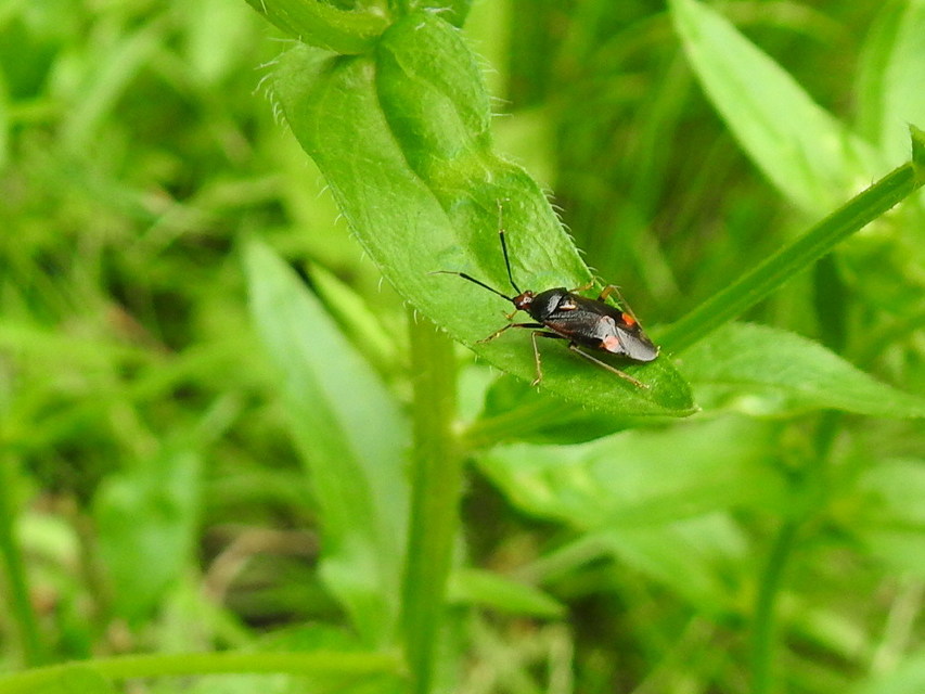 Deraeocoris ruber - vöröses mezeipoloska