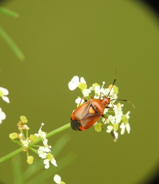Deraeocoris ruber - vöröses mezeipoloska