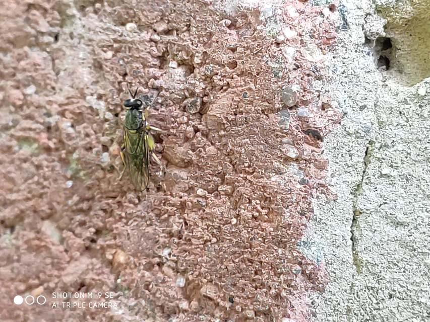 Solva marginata