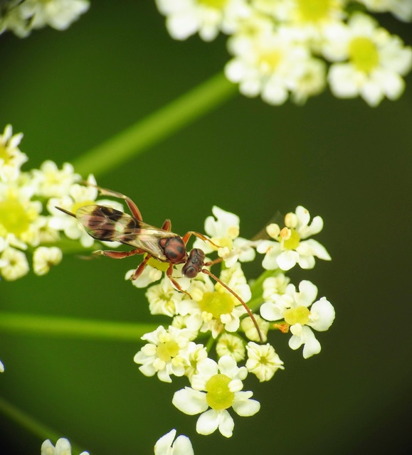 Ichneumonidae - valódi fürkészdarazsak