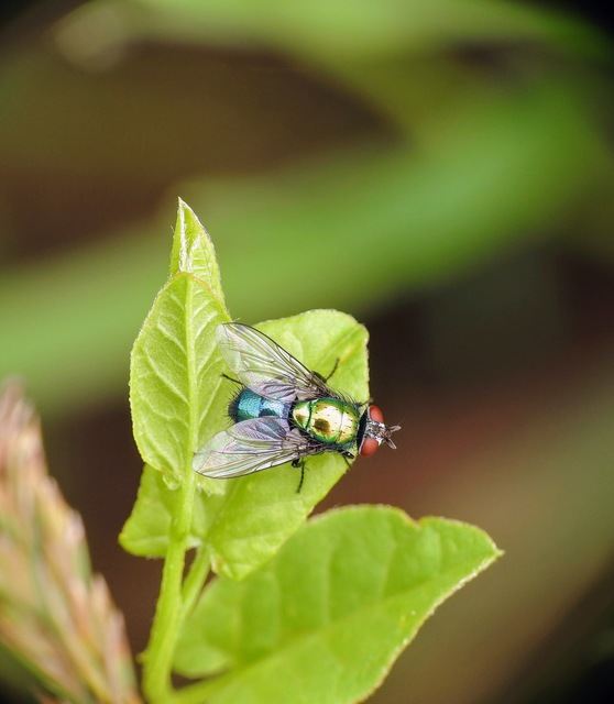 Lucilia