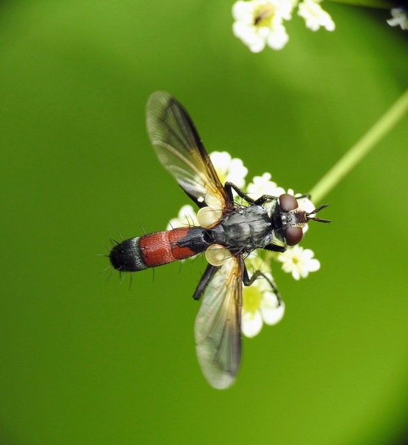 Cylindromyia