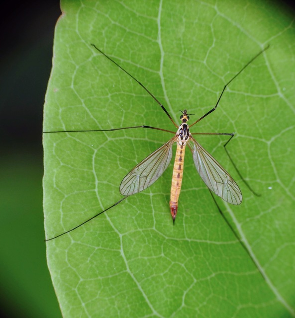 Nephrotoma flavescens