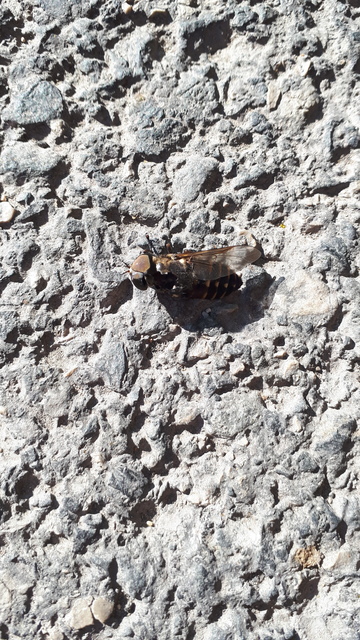 Tabanidae - böglyök