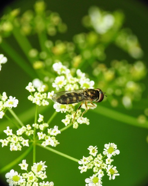 Syrphidae - zengőlegyek
