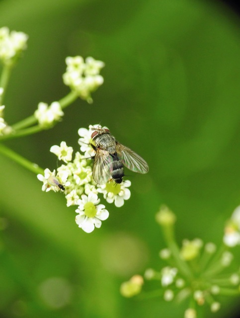 Tachinidae - fürkészlegyek