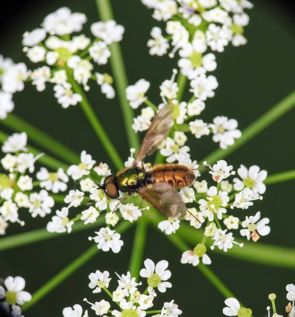 Chloromyia formosa - közönséges fémeslégy
