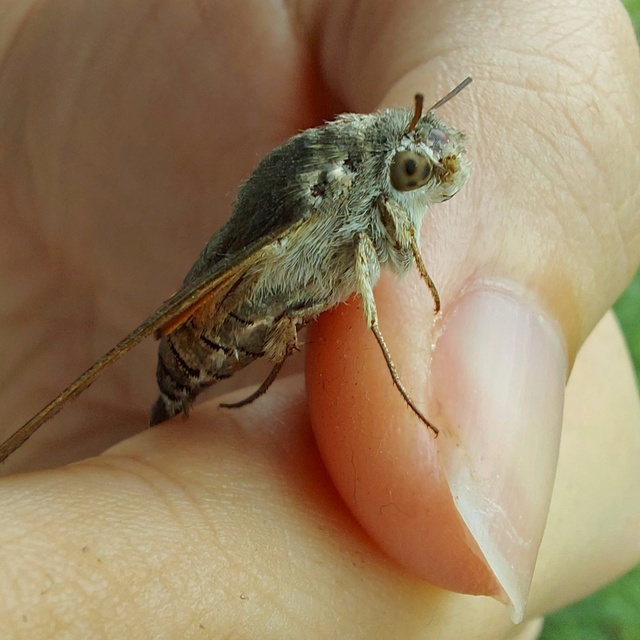 Macroglossum stellatarum - kacsafarkú szender