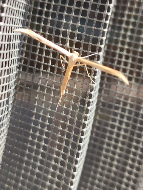Emmelina monodactyla/argoteles
