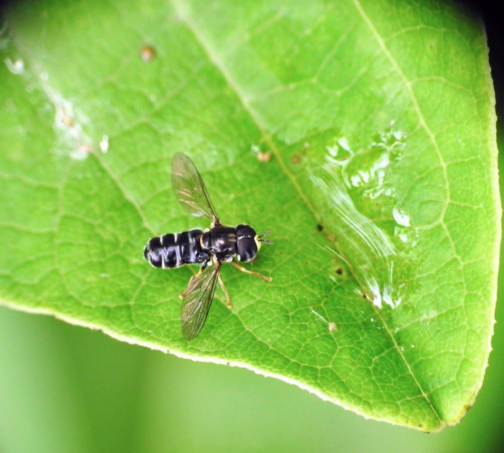 Paragus pecchiolii