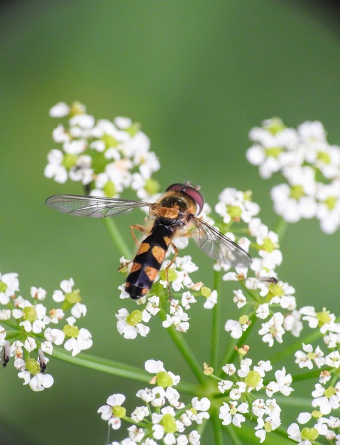 Syrphidae - zengőlegyek