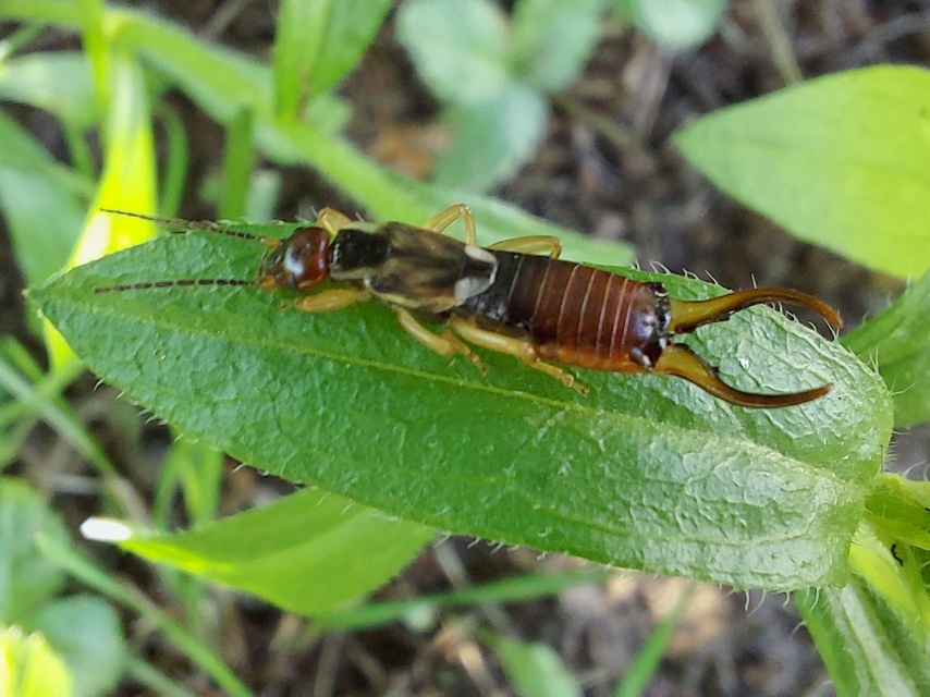 Forficula auricularia - közönséges fülbemászó