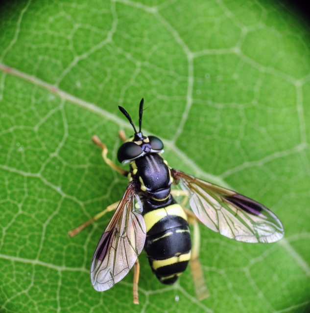 Chrysotoxum bicinctum - kétpántos öveslégy