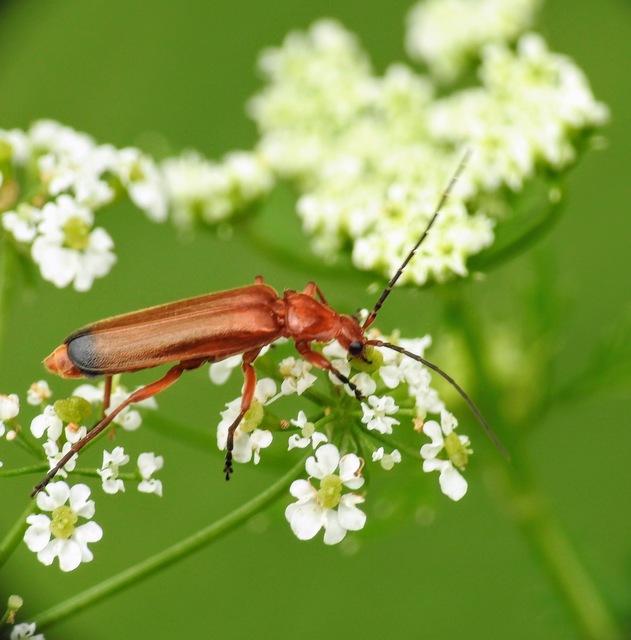 Rhagonycha fulva - feketevégű lágybogár