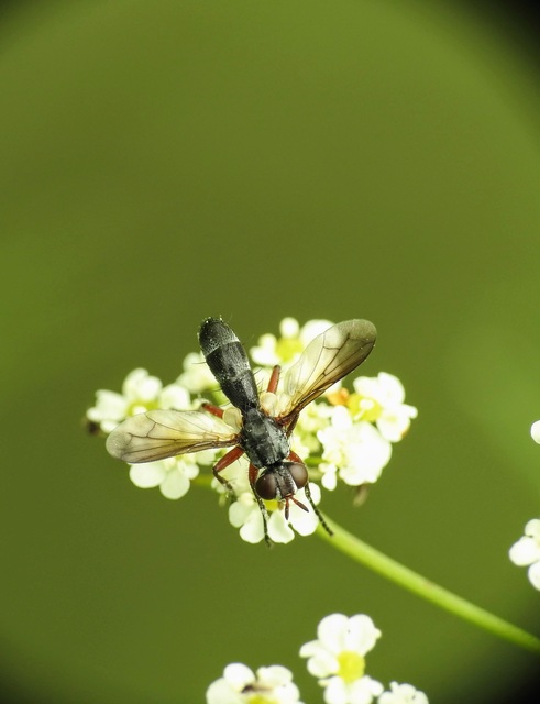 Cylindromyia rufipes