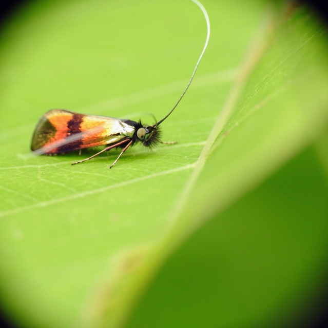 Nemophora