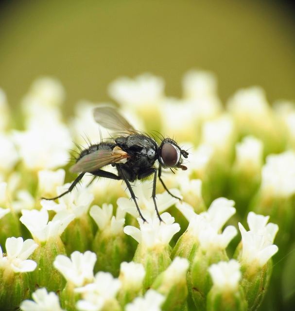 Phania