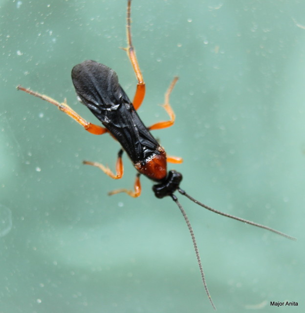 Braconidae - gyilkosfürkészek