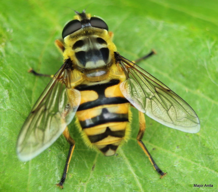 Myathropa florea - halálfejes odúlégy