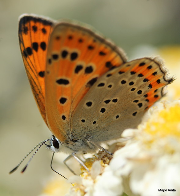 Lycaena thersamon - kis tűzlepke