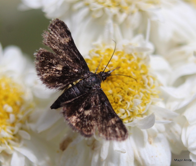 Heliothela wulfeniana - fényes kormosmoly