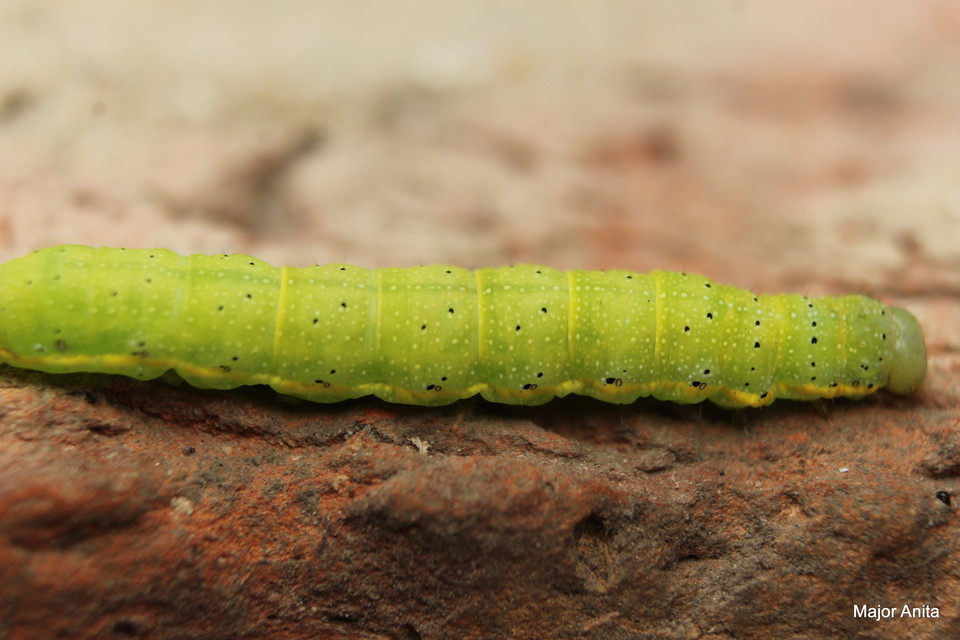 Lacanobia oleracea - saláta-kertibagoly