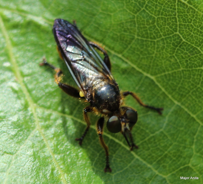 Choerades fimbriata/fulva
