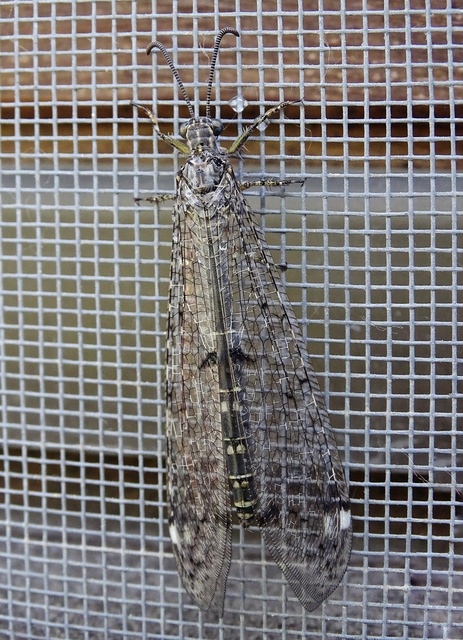 Distoleon tetragrammicus - négyfoltos hangyaleső