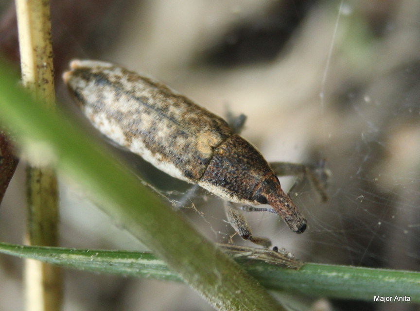 Lixus subtilis - disznóparéj-dudvabarkó