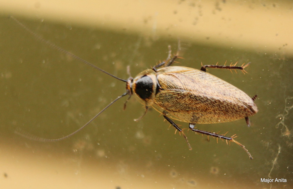 Ectobius erythronotus - sárgatorú erdeicsótány