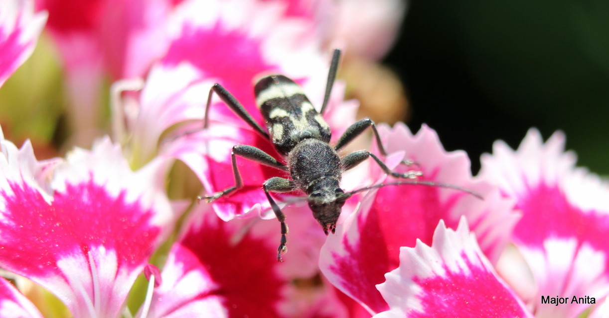 Chlorophorus figuratus - rajzos darázscincér